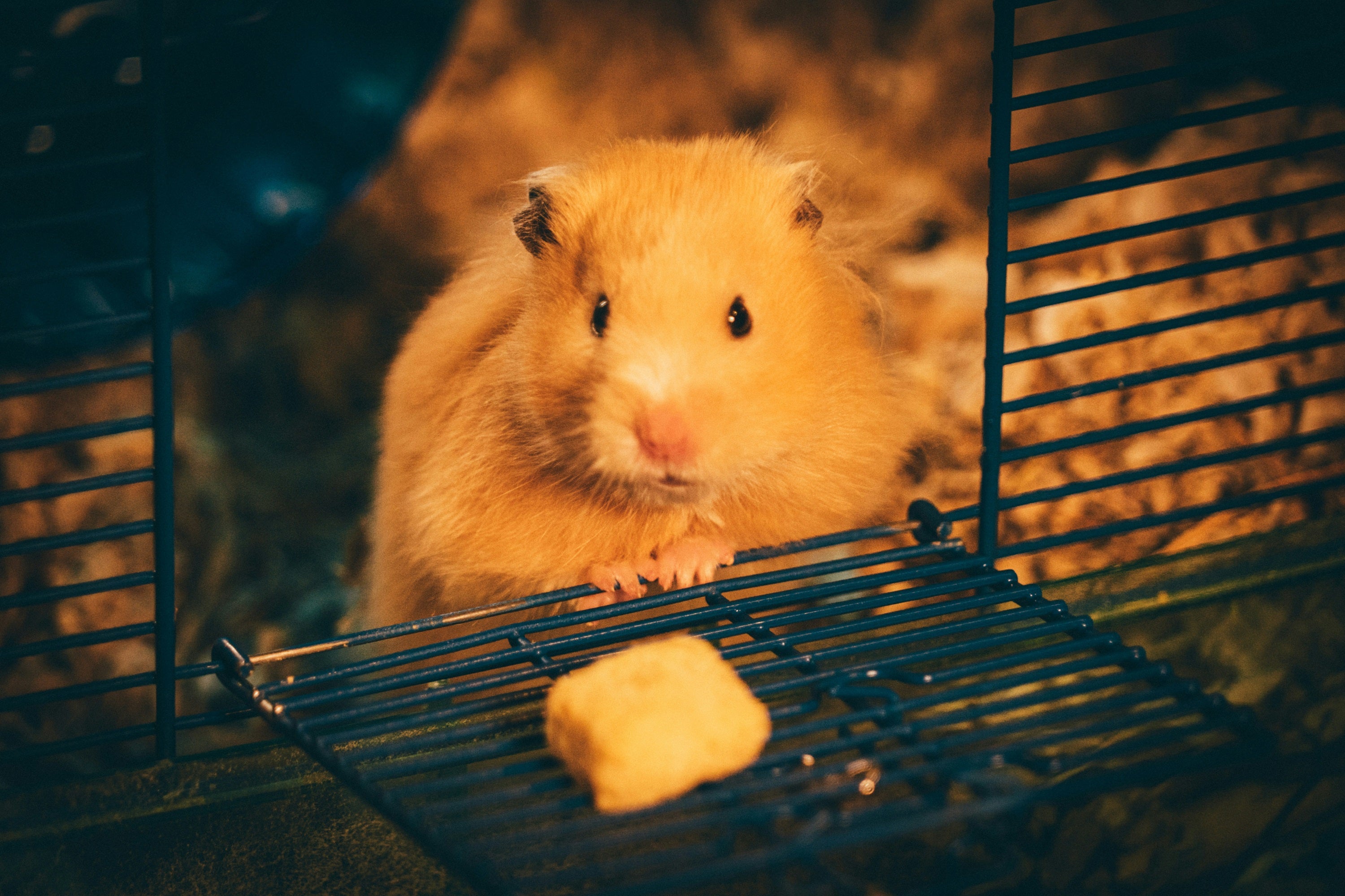 Hamster i hamsterbur der kigger mod kameraet, et hamsterhjul kan ses i baggrunden