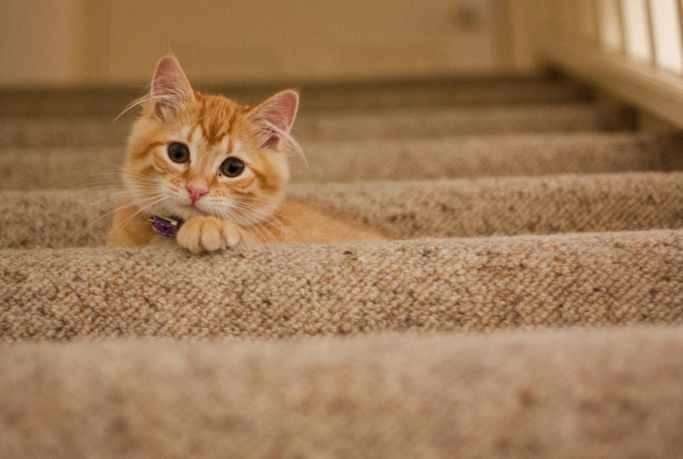 Den ultimative guide til at skabe et kattevenligt hjem 🐱🏠