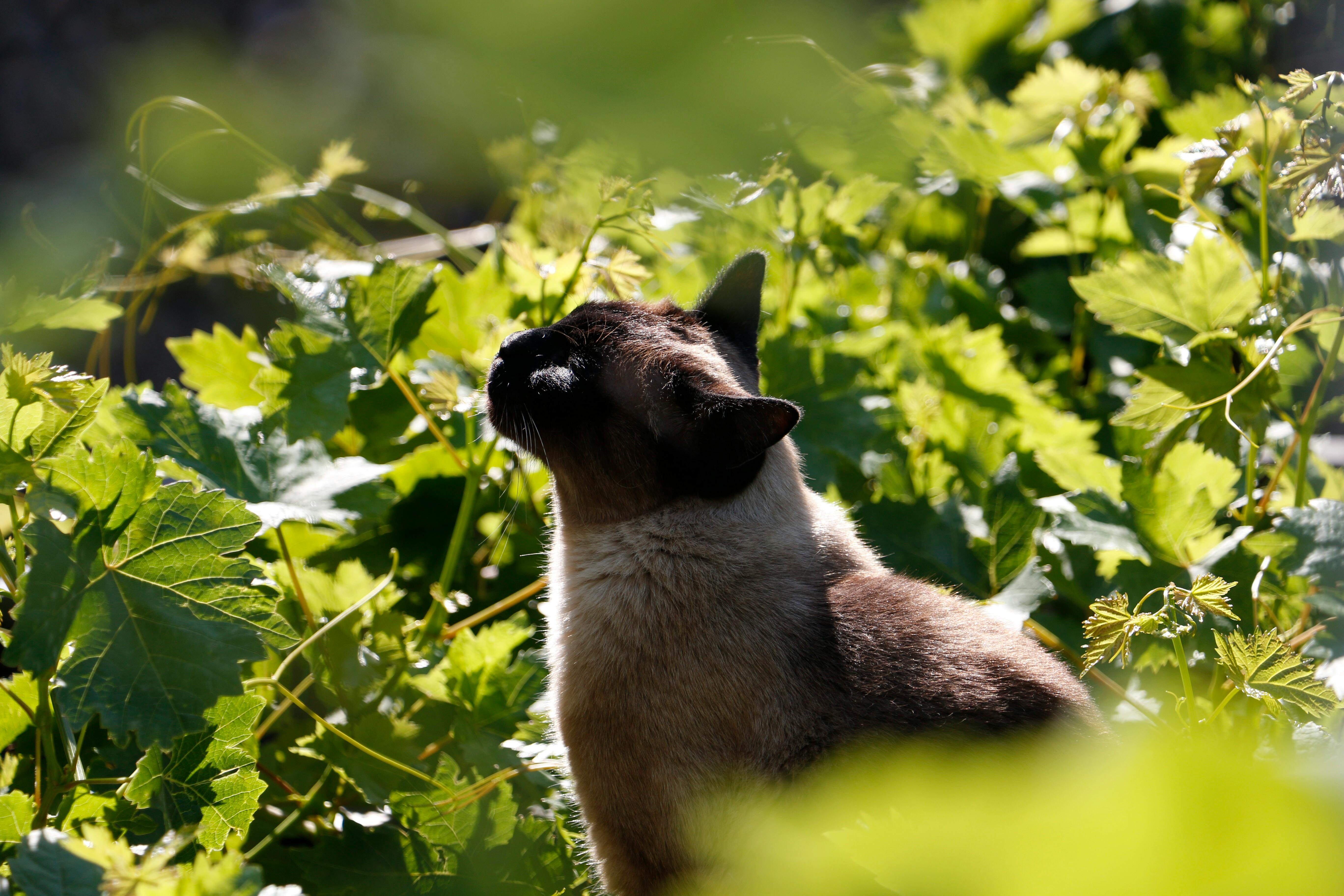 En kat er udenfor, et sted hvor den måske gerne vil ind fra på et tidspunkt, som eksempelvis gennem en kattelem