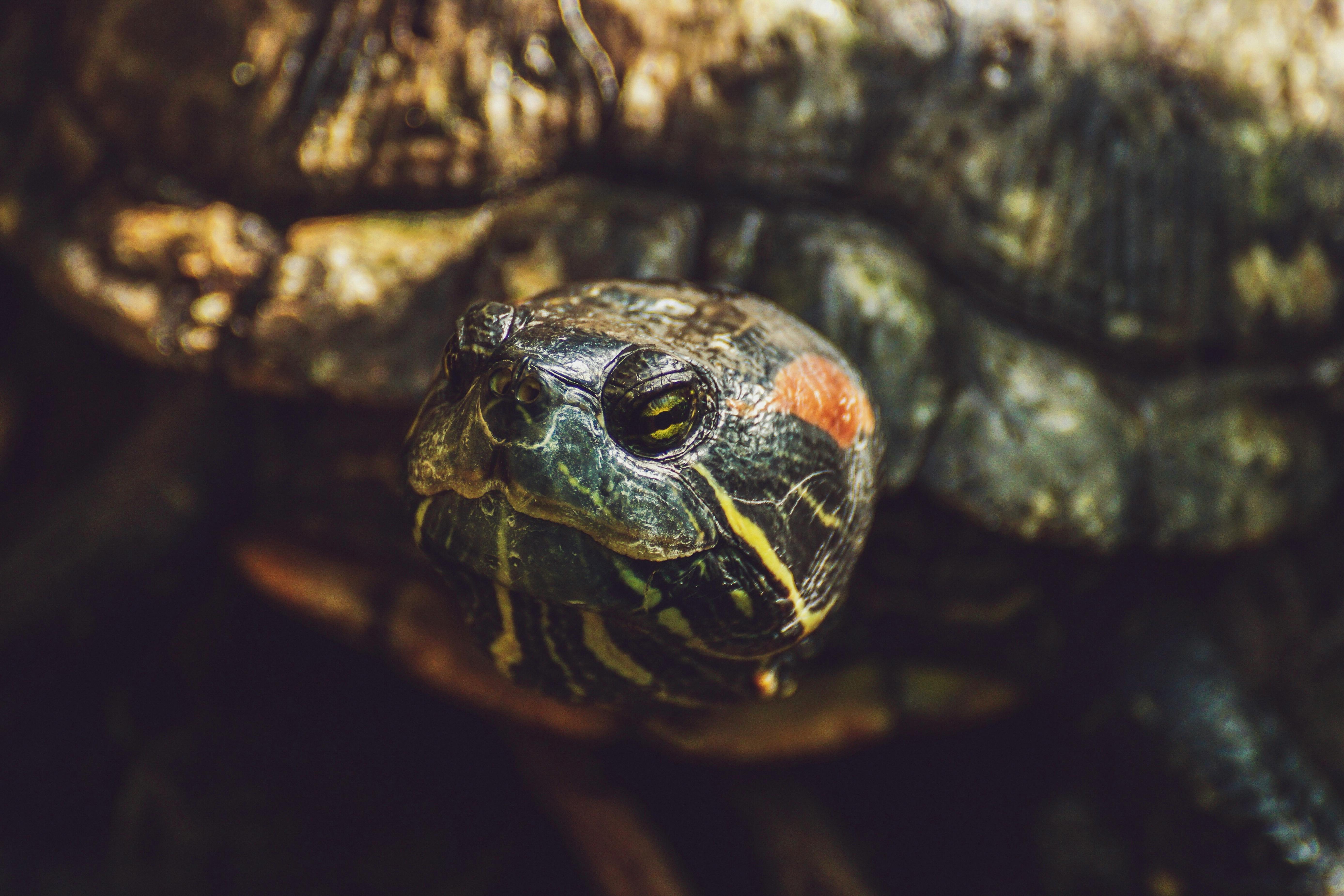 De bedste varmekilder til din reptil og dit terrarie – hvad skal du vælge? 🦎🔥