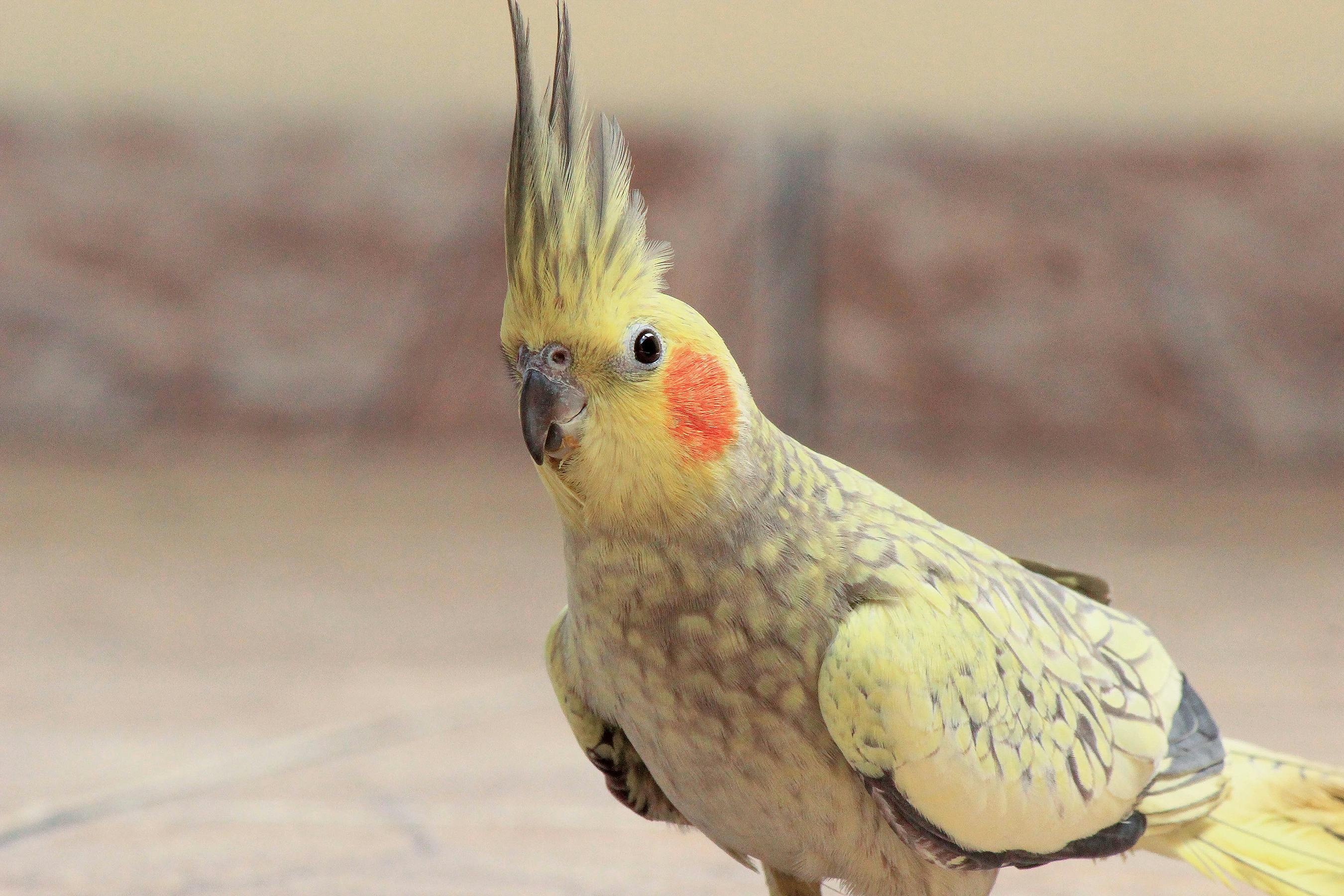 Sådan Sikrer Du et Sundt og Stimulerende Fugleliv i Hjemmet