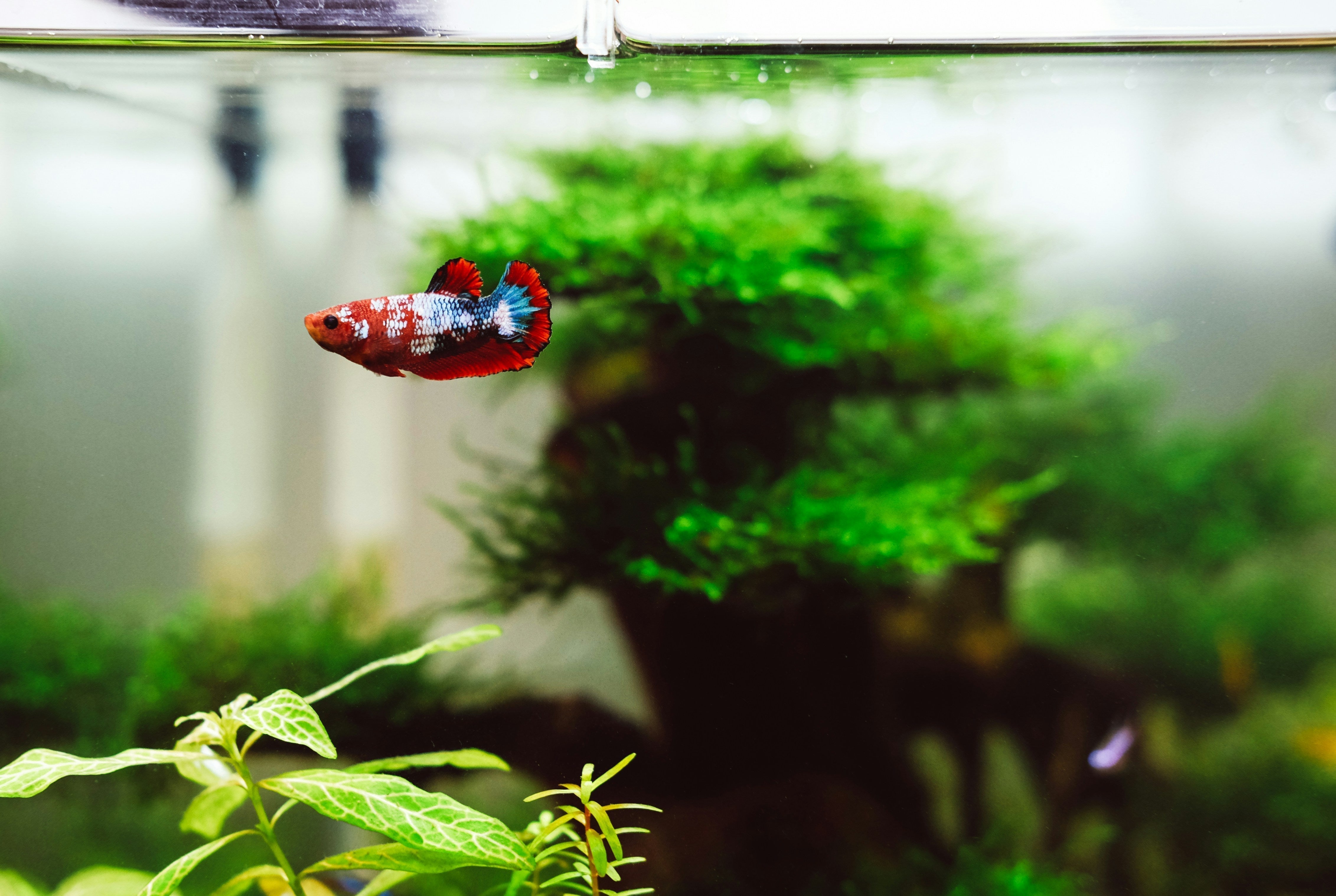 Sådan holder du dit akvarium rent, klart og fri for alger! 🌿🐠