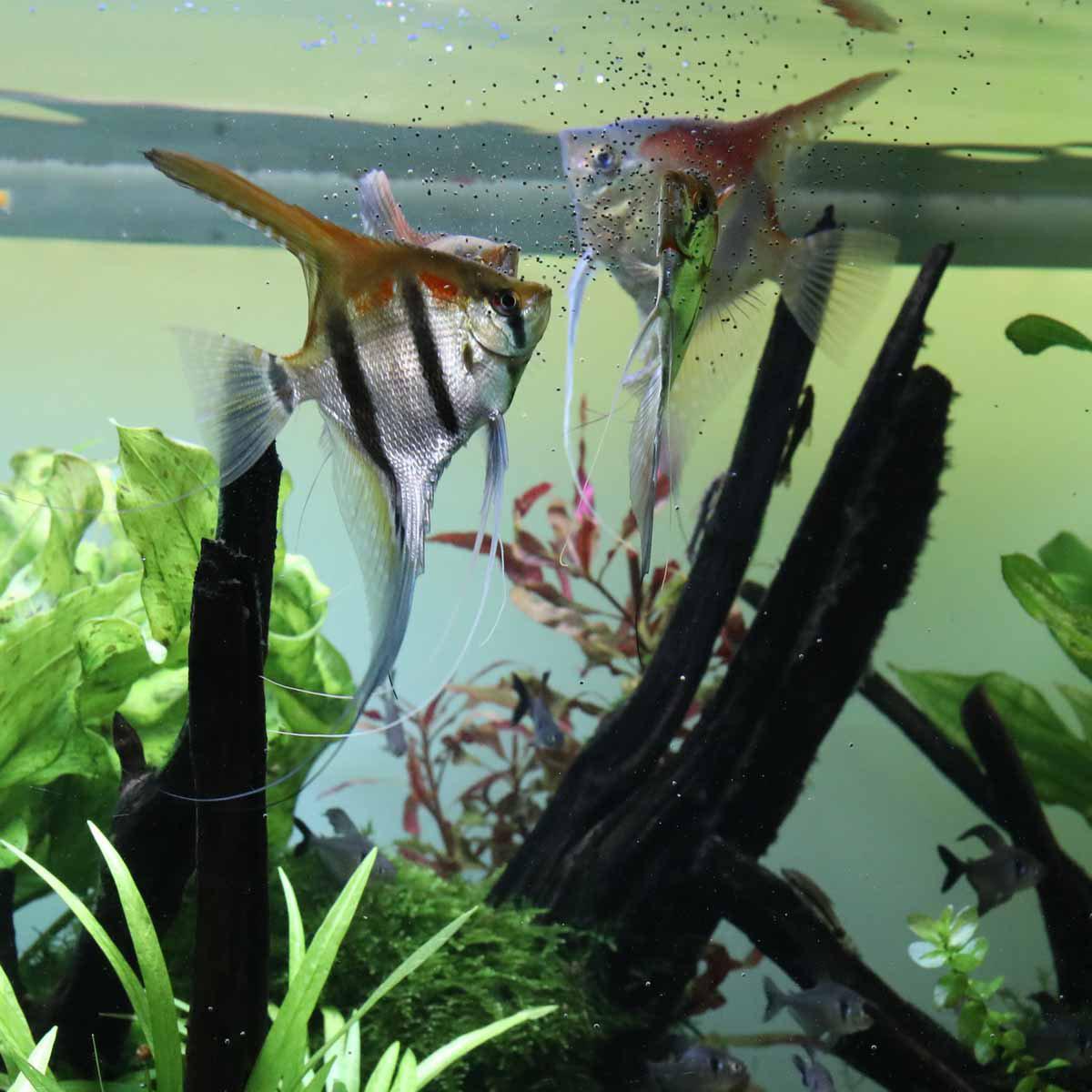 152.0812_image4